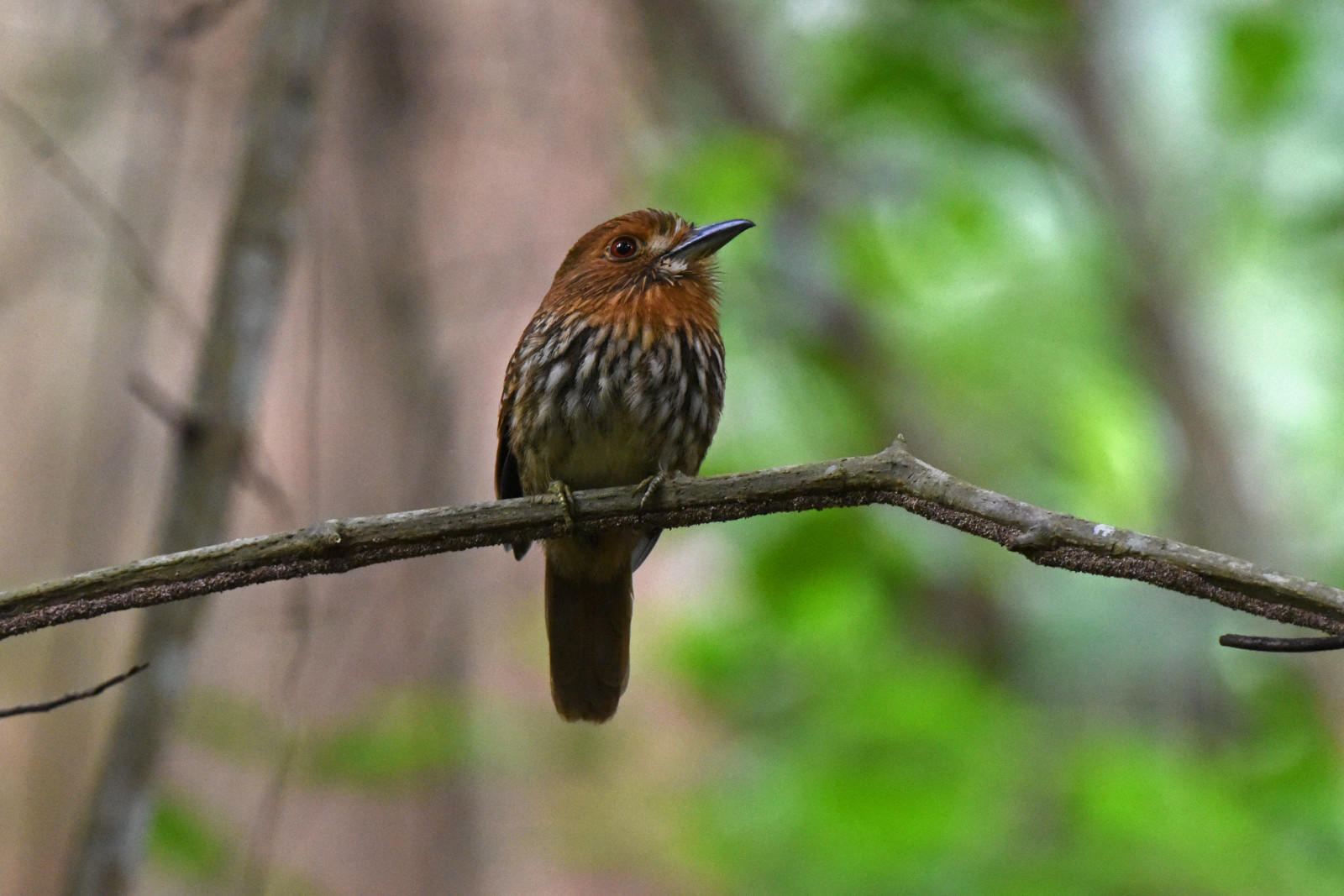 image White-whiskered Puffbird